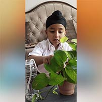 plant watered while away for holidays.