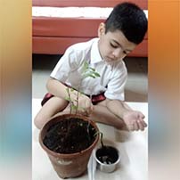 plant watered while away for holidays.